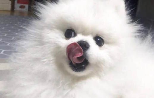 狗为什么不能吃巧克力 原因是什么
