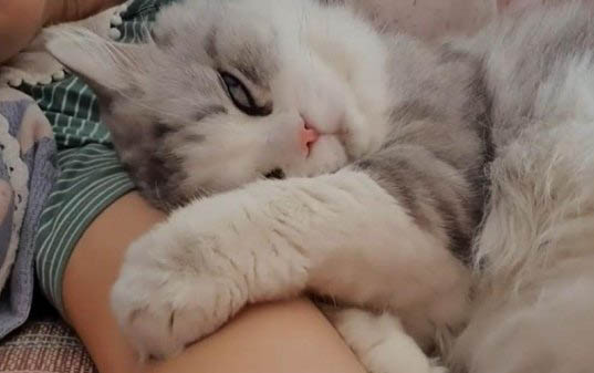 猫身上结痂还能扯下来毛怎么办