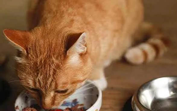 三个月的小猫可以吃猫罐头吗