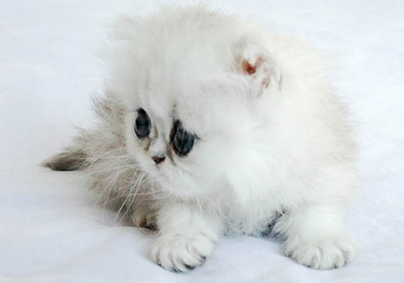 如何科学喂养金吉拉猫