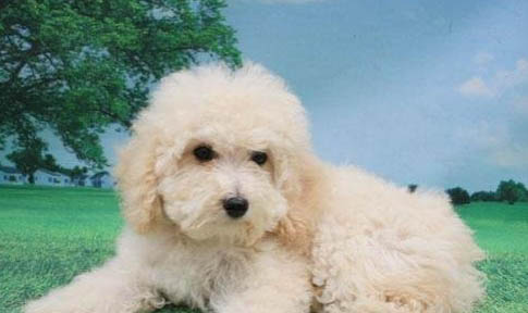 在给狗狗使用甲硝唑时需要注意哪些事项?