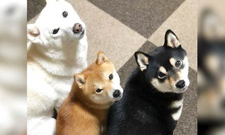 北京哪里卖柴犬
