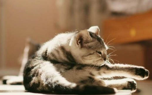 如何防止猫咬植物