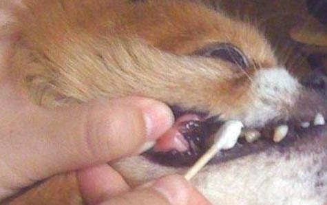 泰迪狗几个月可以吃干粮