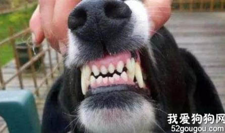 根据牙齿判断狗狗年龄的方法
