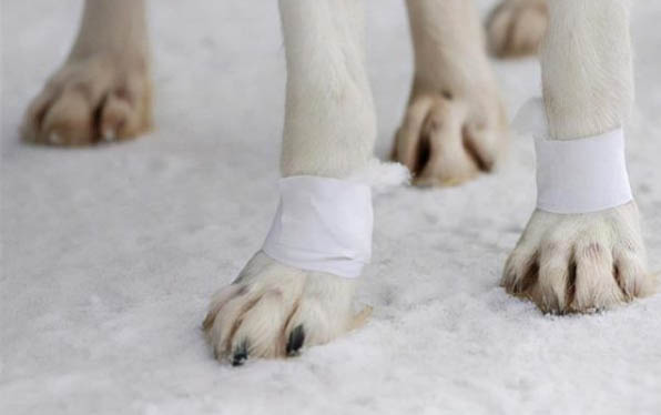 犬瘟用药多久