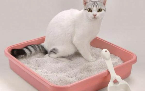 小猫害怕求饶的表现