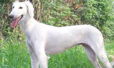 普通家庭可以养细犬吗