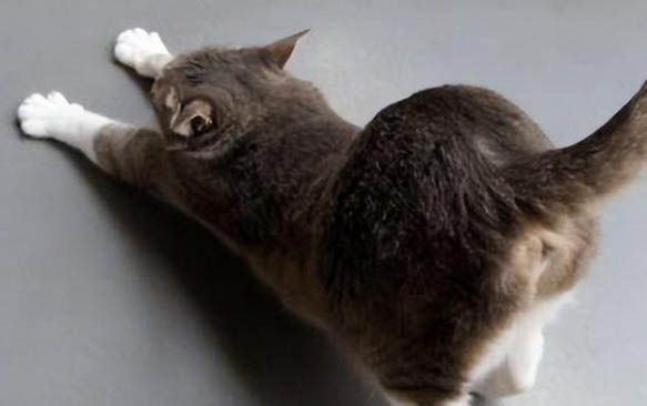 猫咪毛球症的症状有哪些