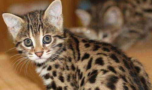 豹猫可以家养吗