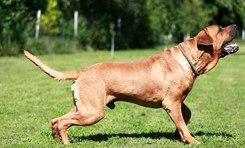 世界十大猛犬最新排名