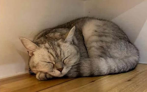 适合懒人养的猫的品种分别有哪些品种