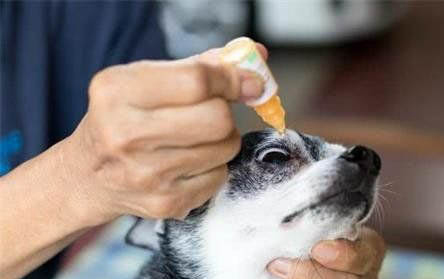 狗狗体内外驱虫药哪个好
