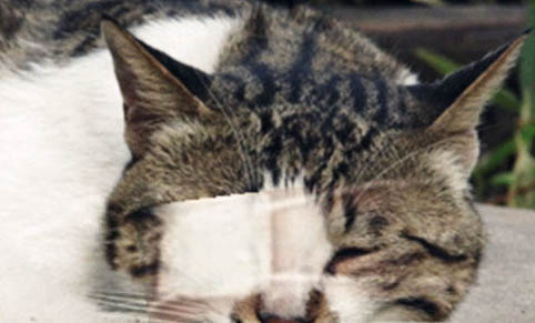 猫咪感冒的初期症状表现