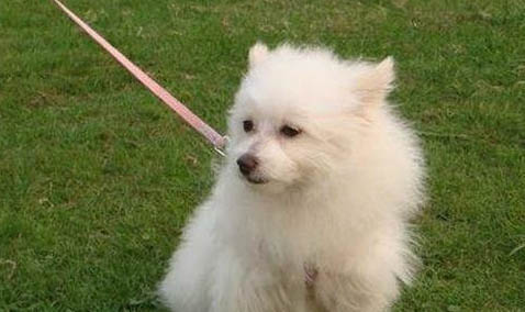 狗狗小型长毛犬有哪些品种