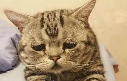 猫舍的猫得了猫瘟怎么办