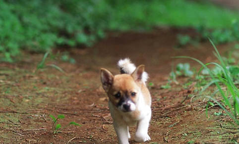狗狗小型犬有哪些品种