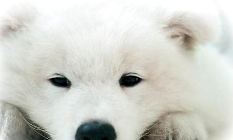 标准贵宾犬图片大全