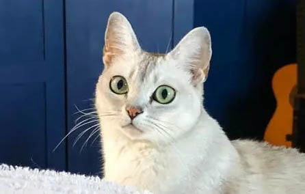 猫咪指甲剪多少合适