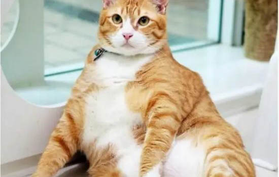 两个月的橘猫一天吃多少猫粮