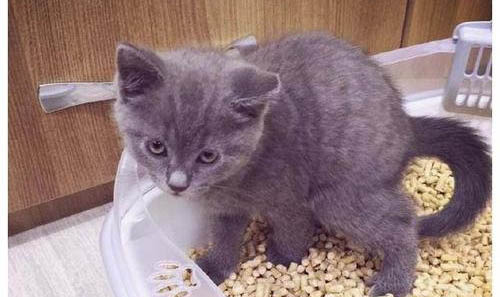 猫咪连续几天呕吐是怎么回事