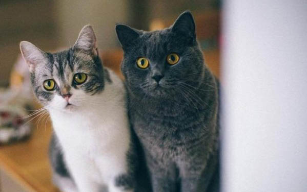 猫为什么会尿血