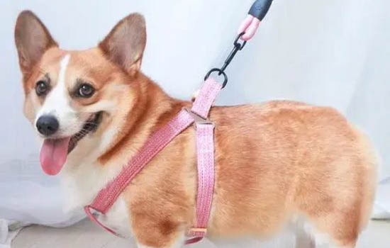 狗狗吓破胆了什么症状
