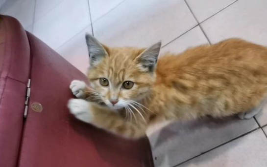 猫多久不回家就不会回来了
