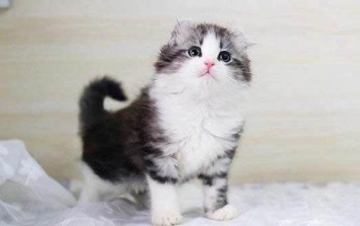 小猫出生多久可以吃猫粮