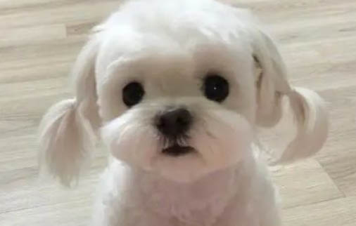 马尔济斯犬脾脏大的原因及处理方法