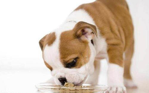 狗可以吃葡萄干吗