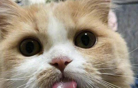猫咪一直舔鼻子是怎么回事？