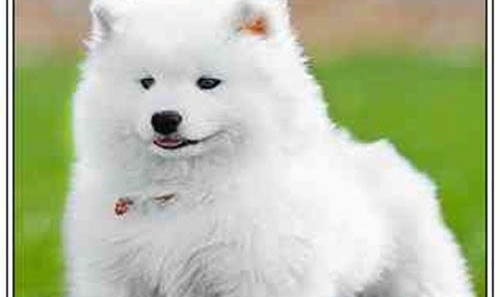 萨摩耶犬呕吐的原因及处理方法