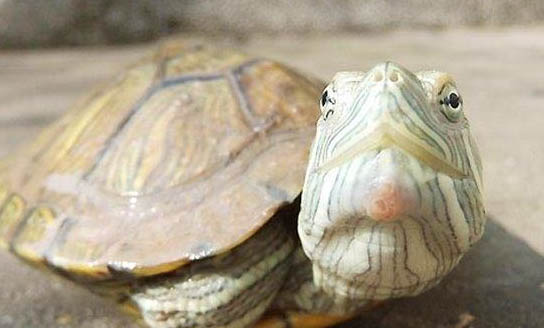 小巴西龟一直不吃东西
