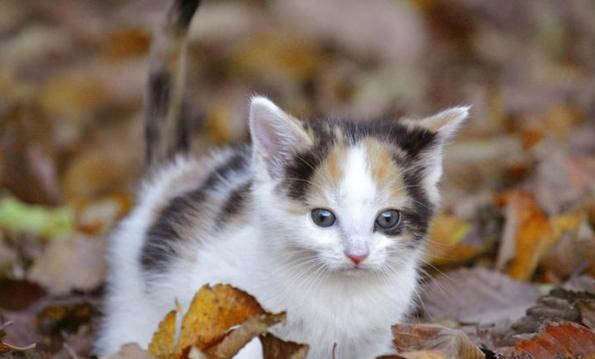 猫咪突然单只眼睛发炎如何处理