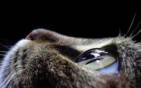 治疗猫瘟的土方法有哪些