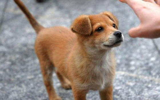 棉花面纱犬哪里有卖