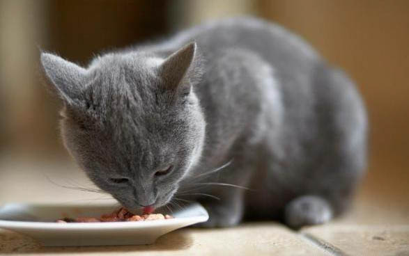 一个月的小猫能吃罐头吗