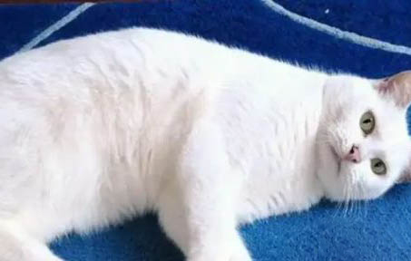 猫咪拉粑粑有血是怎么一回事