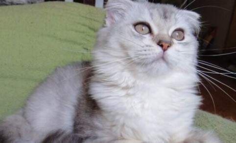 猫咪会被蚊子咬吗