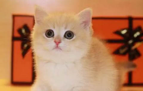 猫咪降温冻拉稀了怎么办?