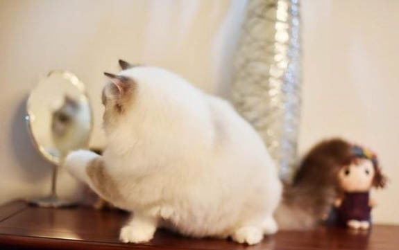 猫咪为什么身子僵硬不吃饭