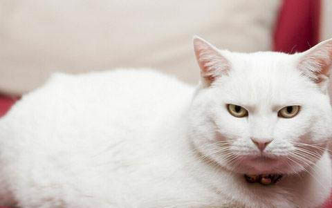猫咪多大做绝育比较好