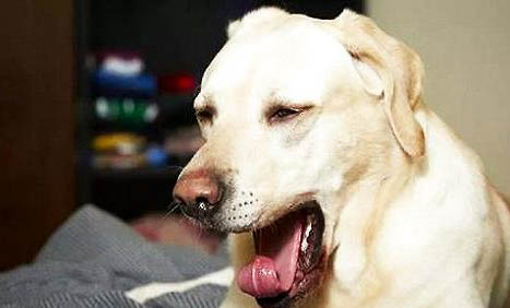 狗狗呼吸道感染的症状有哪些症状