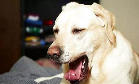 狗狗胰腺炎一般多久可以恢复?