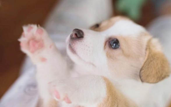 狗狗吃了生鸡蛋怎么补救?