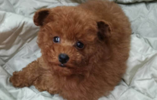 花泰迪和灰泰迪哪个贵?