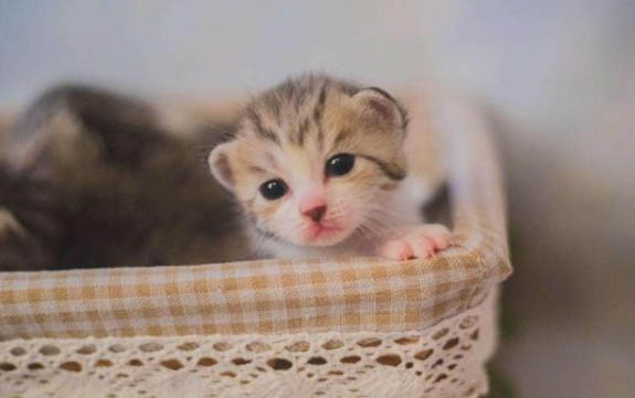 猫咪喉咙一直呼噜呼噜的响怎么回事