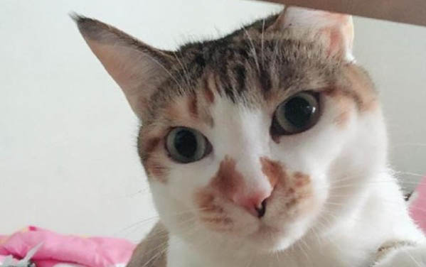 猫三天不拉屎严重吗