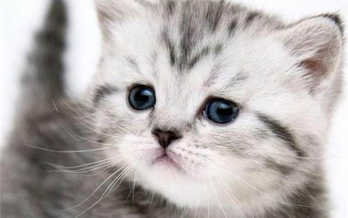 猫咪生产过程中睡觉正常吗